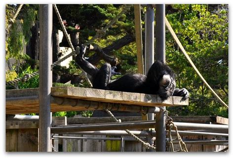 San Francisco Zoo: See the Gorillas, Big Cats & Other Animals