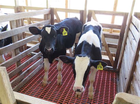 Farmer’s Wifee: Veal industry changed, so should perceptions | AGDAILY