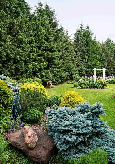 Best Evergreen Trees for Privacy | Better Homes & Gardens