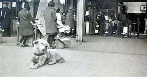 Rare Photo Surfaces Of Hachiko, The World's Most Loyal Dog - The Dodo