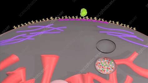 Phagocytosis, animation - Stock Video Clip - K003/9161 - Science Photo ...