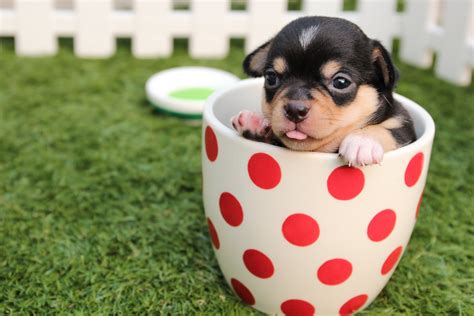 Can Teacup Chihuahua Have Puppies? See Here! - I Love Chihuahua