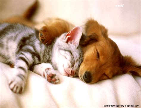 Cute Kittens And Puppies Sleeping Together | Wallpapers Gallery