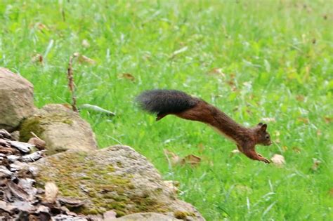 How High Can Squirrels Jump and How Do They Do It?? - Squirrels at the ...