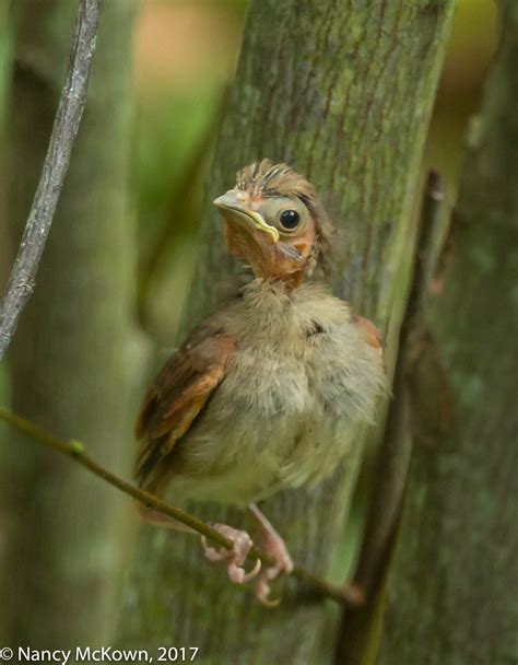 Photographing Northern Cardinals in Late Summer | Welcome to ...