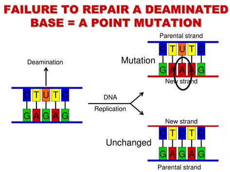 PPT - DNA REPAIR PowerPoint Presentation, free download - ID:5612035