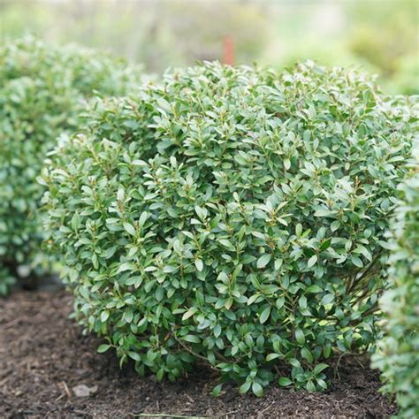 Strongbox® - Inkberry holly - Ilex glabra | Proven Winners