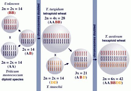 1.10: Ploidy- Polyploidy, Aneuploidy, and Haploidy - Biology LibreTexts