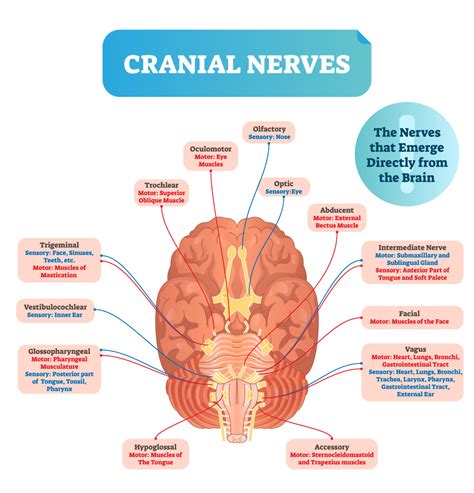 Structural Neuroanatomy Overview Youtube - Bank2home.com