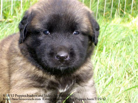 CIMG3171 | Puppies at 24 days Estrela Mountain Dog Puppies B… | Flickr