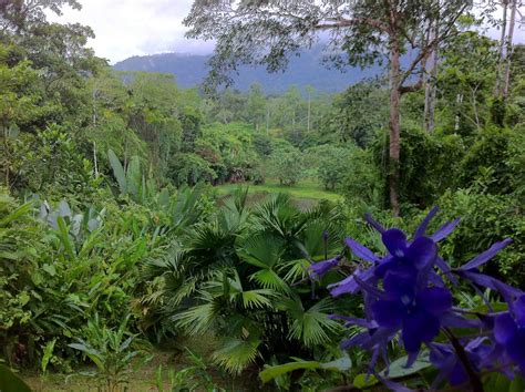 Rainforest Tropical Hike in Costa Rica