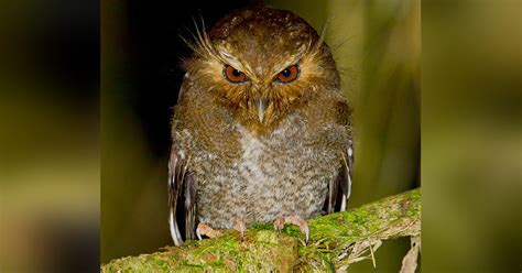 Long-whiskered Owlet (Xenoglaux loweryi) by Glenn Bartley - The Owl Pages