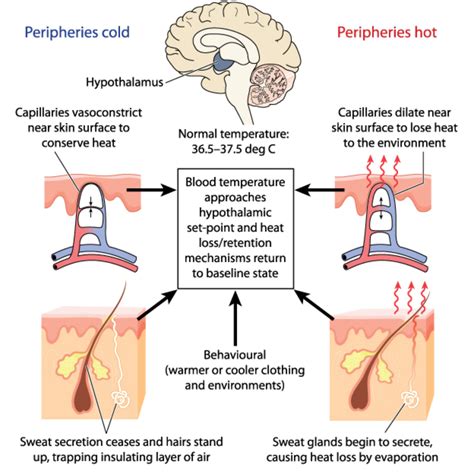 Temperature Regulation in Animals - Biology Online Tutorial