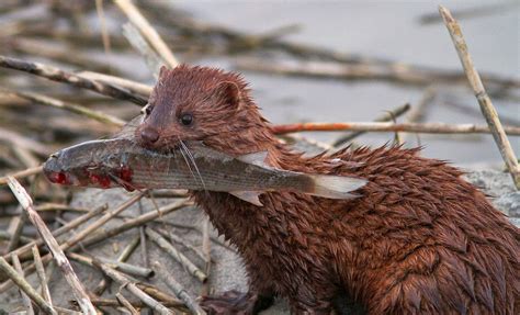 Animals World: wildlife animals of american mink images collection