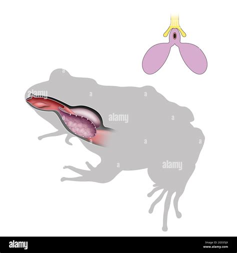 Respiratory system diagram hi-res stock photography and images - Alamy