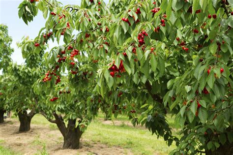 Cherry Tree Types - What Are Some Common Varieties Of Cherry Trees ...