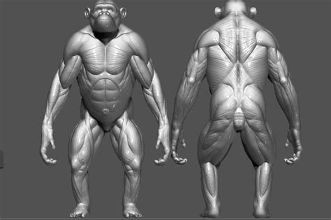 Chimpanzee Muscle Structure