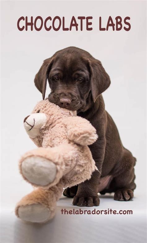 Chocolate Lab - Your Guide To The Chocolate Labrador Retriever