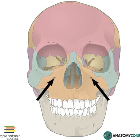 Infraorbital Foramen - AnatomyZone