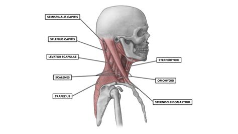 Cervical Stabilization - Krumur Clinic