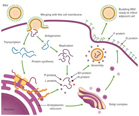 Respiratory Syncytial Virus | Concise Medical Knowledge