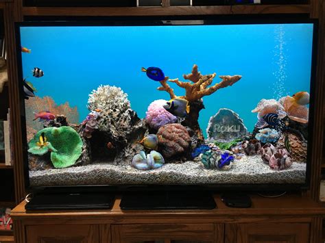 9 Things Every Roku Fish Tank Fish Types Lover Should Know! - Aquariumia