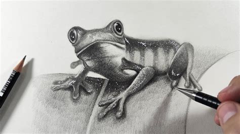 Realistic Frog Drawing