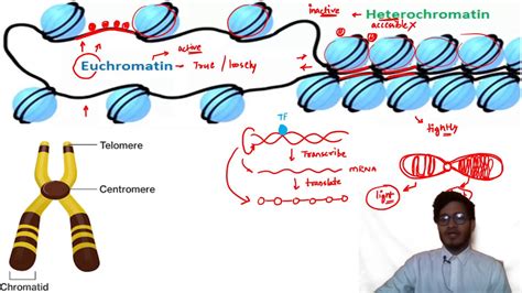 L8: Heterochromatin and Euchromatin by Vipin Sharma - YouTube