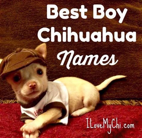 325+ Best Boy Chihuahua Names - I Love My Chi