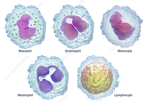 White blood cells, illustration - Stock Image - C047/5458 - Science ...