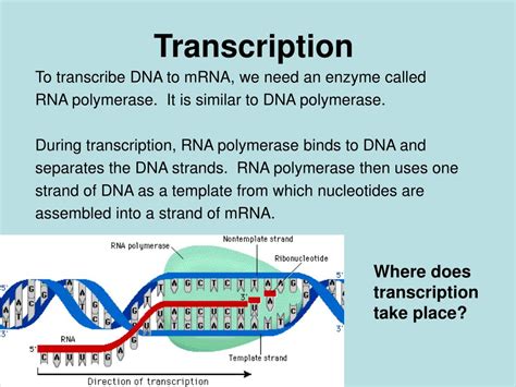 Dna Template Ppt