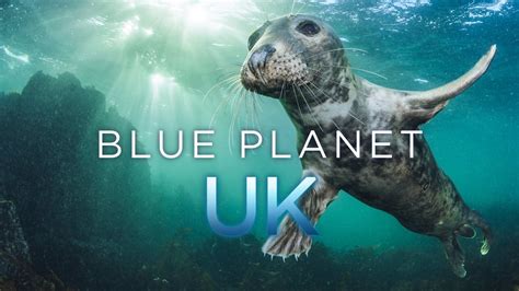 Blue Planet UK (TV Series 2019- ) — The Movie Database (TMDb)