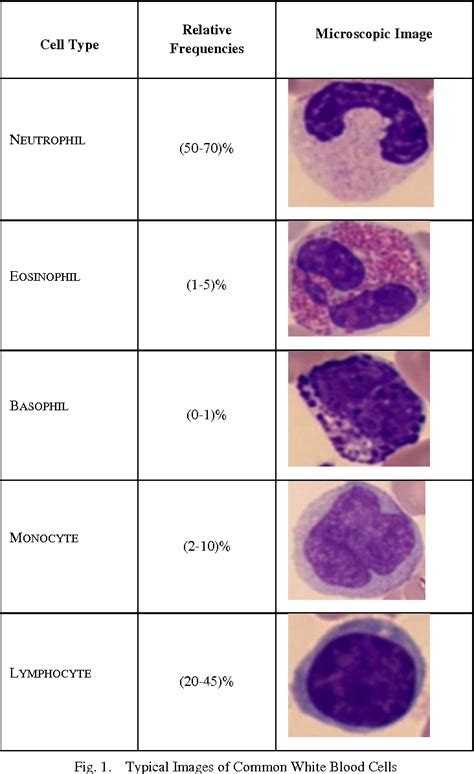 Table III from Neural Network Classification of White Blood Cell using ...