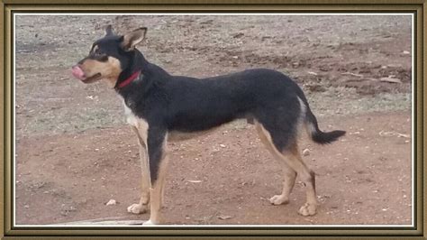 Working Pedigree Kelpie Dog | Livestock - Dogs For Sale