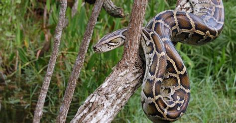 Burmese Python - A-Z Animals