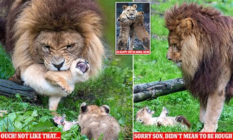 African Lion Cubs With Mother