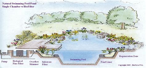 How Do Natural Swimming Pools Work? | Passion Pool & Pond