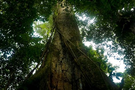 5 Things to do in Yasuni National Park