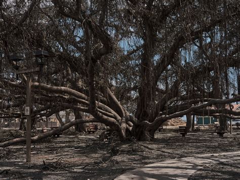 Opinion | The Maui Fire Spared Lahaina’s Banyan Tree - The New York Times