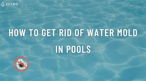 How to get rid of water mold in Pools - Plus prevention tips – Sutro, Inc