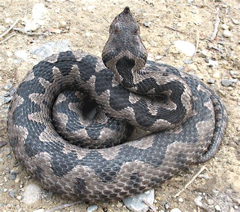 Poskok, Vipera ammodytes ammodytes, Nose-horned Viper