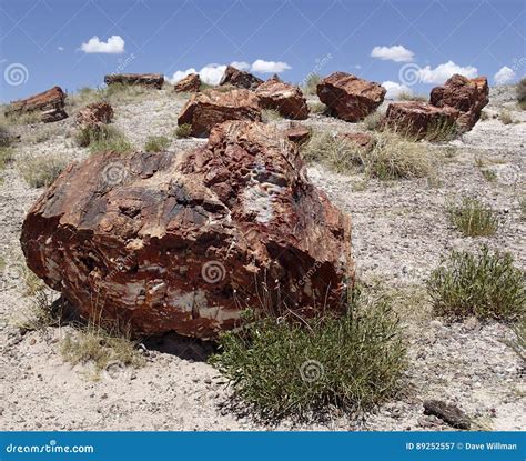 Fossils from the Petrified Wood Forest Stock Image - Image of wood ...