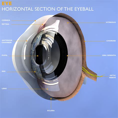 Eye Anatomy - Understand how your eyes work to produce one of the most ...