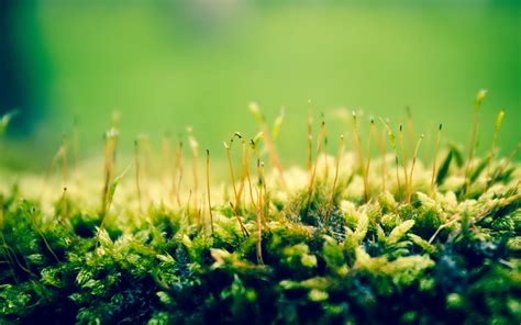 Wallpaper bokeh green plants grass - free pictures on Fonwall