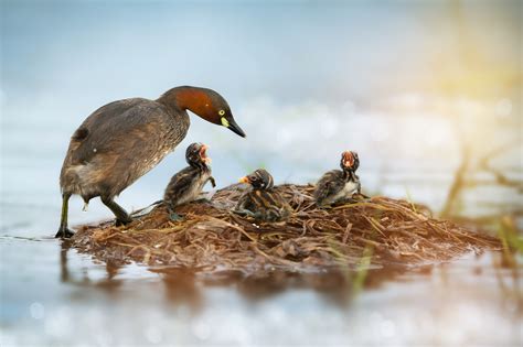 Little Grebe Bird Facts | Tachybaptus Ruficollis