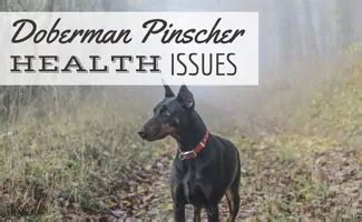 Doberman Pinscher Health Issues: Know What To Look For