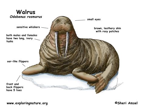 Walrus - Odobenus rosmarus - Digestive Systems In Different Phylums