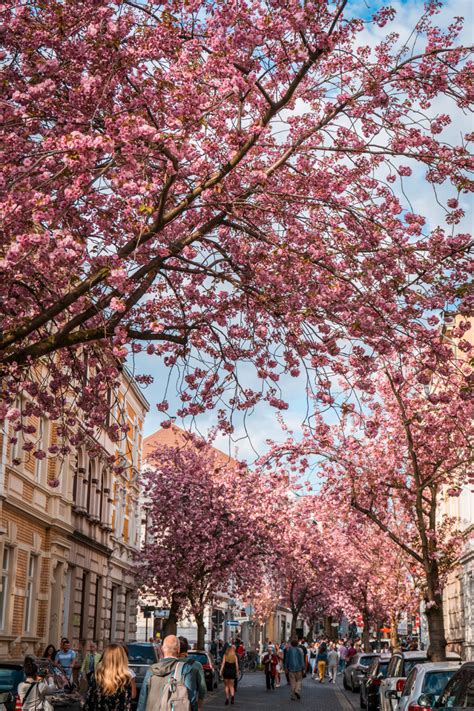 Where to Find Cherry Blossoms in Bonn, Germany [Photo Spots, Tips & More!]