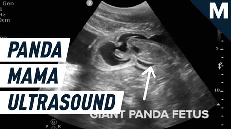 This is what a pregnant giant panda ultrasound looks like | Mashable