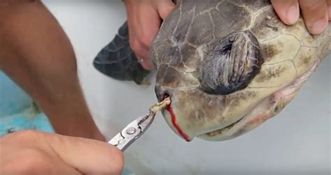 How an Image of Turtle Plastics Changed the World for the Better